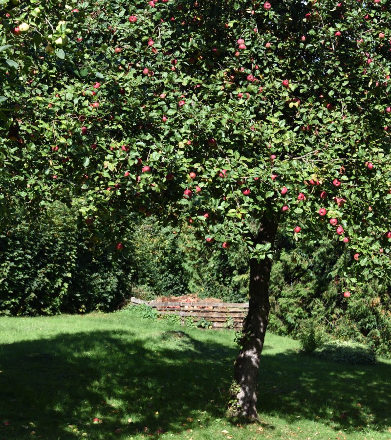 Obstbaumschnitt Baumpflege Euskirchen